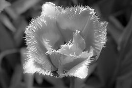 tulip by sarp demirel