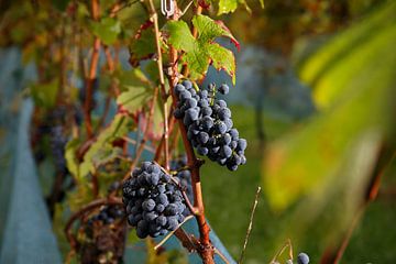bunches of grapes by Photoned