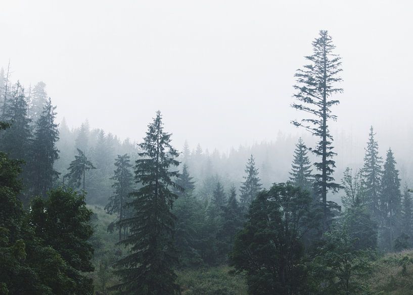 Mistige dennen van Nikita Abakumov