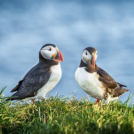 Papageientaucher, für immer zusammen von Jack Soffers