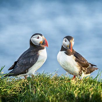Papageientaucher, für immer zusammen