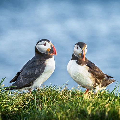 Papageientaucher, für immer zusammen
