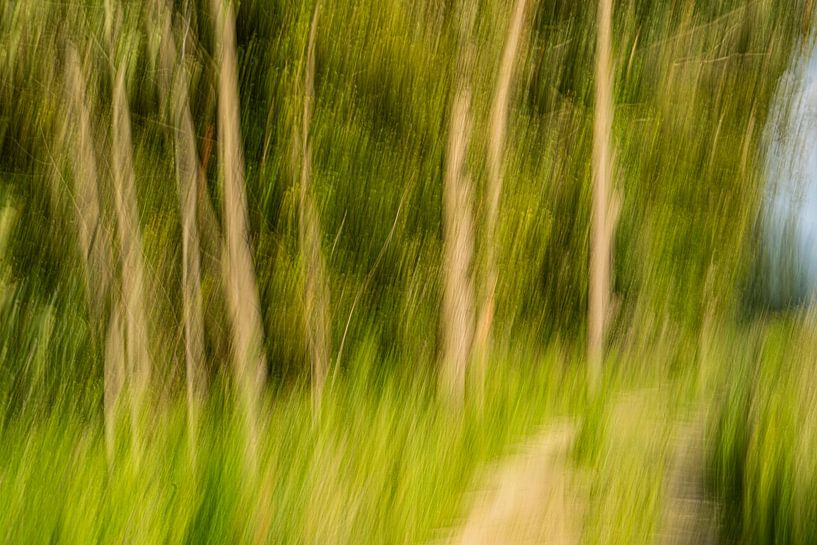 Déménagement de la forêt par Mark Damhuis