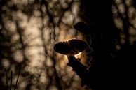 Silhouet van grote paddenstoel tegen ochtendzon - golden hour in de herfst van John Ozguc thumbnail