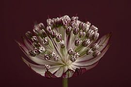 Bouton de Zélande (Astrantia Major) à la lumière sur Marjolijn van den Berg