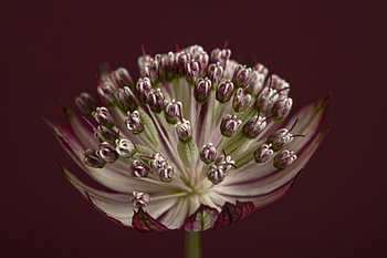 Seeländischer Knopf (Astrantia Major) im Licht
