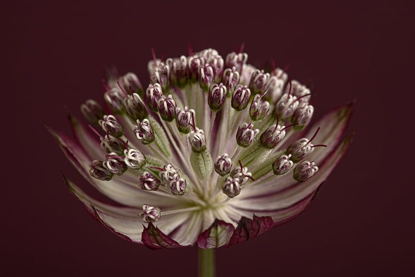 Zeeuws knoopje (Astrantia Major) in het licht van Marjolijn van den Berg