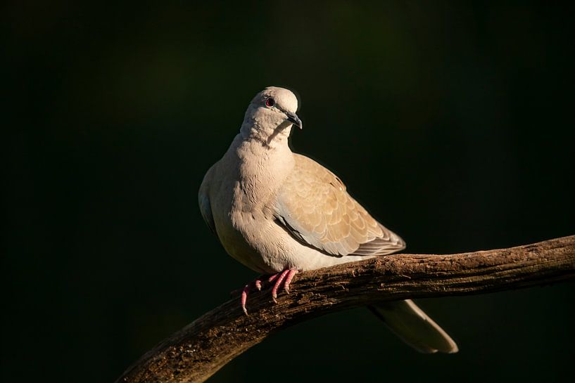 Turtle pigeon, Turkish Turtle. Streptopelia decaocto by Gert Hilbink
