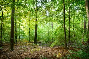 Au milieu de la forêt