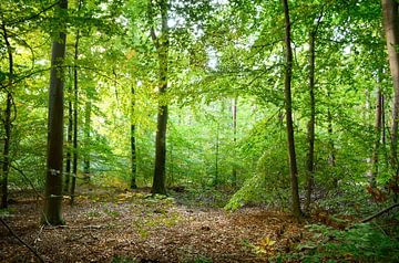 In the middle of the forest by Corinne Welp