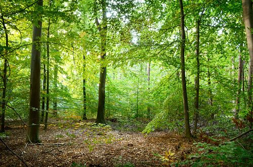 In der Mitte des Waldes