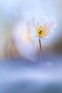 Heureusement, le printemps est au rendez-vous...