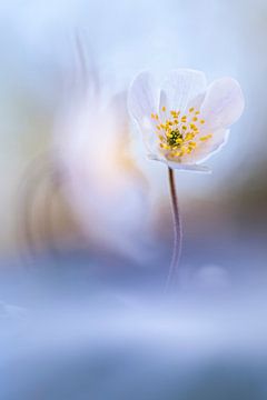 Gelukkig wordt het telkens weer lente... van Bob Daalder