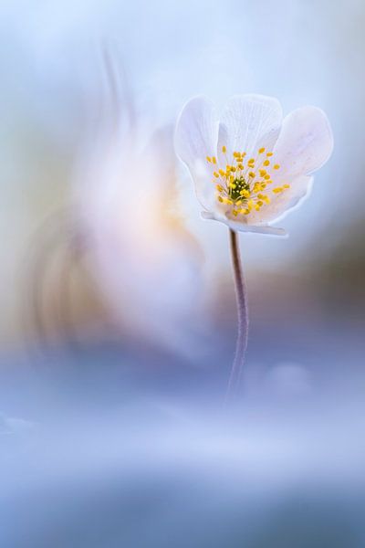 Fortunately, it keeps getting spring... by Bob Daalder