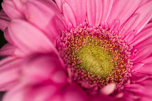 Roze Gerbera tot in de details