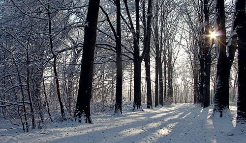 Zonlicht in besneeuwde bomenlaan in de winter