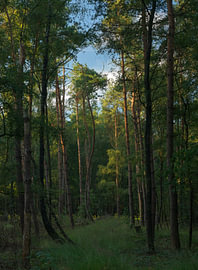 Lever du soleil à Dwingelderveld (Pays-Bas)