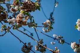 Spring Blossom by Maico.O