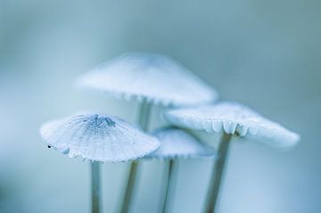 Paddenstoelen van Hans Lunenburg