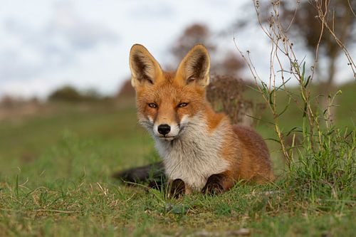 Un renard à l'allure douce
