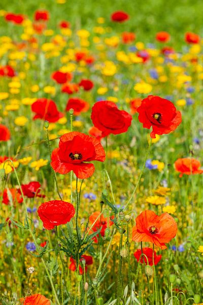 Ein Feld voller Wildblumen von John Kreukniet