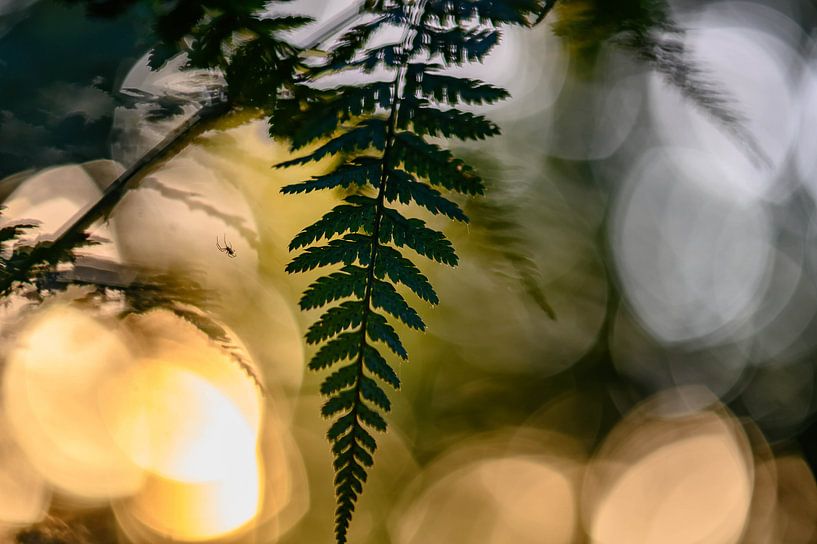 the fern and the spider by Tania Perneel