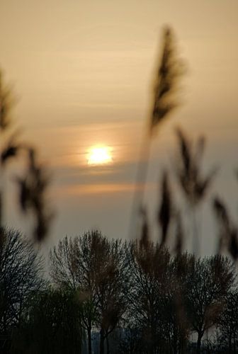Zonsondergang tussen het riet.