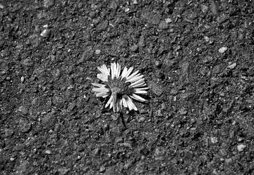 Daisy on the street in black and white