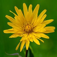 eine bezaubernde Wildblume
