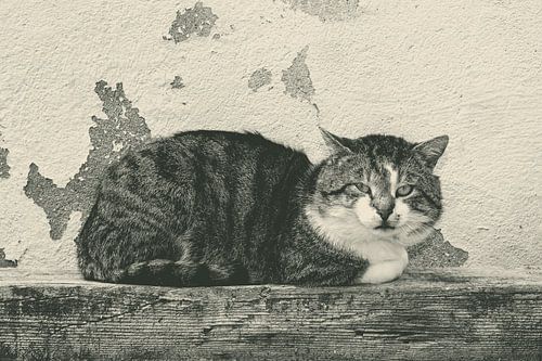Kattenoog
