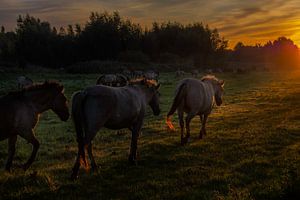 Oberpolder, Amerongen