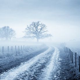 Alte Eiche im Nebel von Chris Clinckx