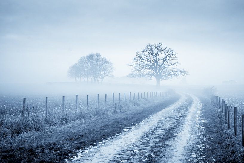 Alte Eiche im Nebel von Chris Clinckx