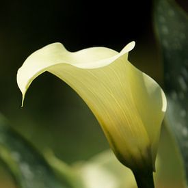 Callalily in beautiful light von Anne van de Beek