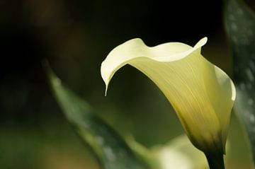 Callalily in beautiful light
