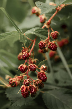 Red, unripe blackberries on a branch