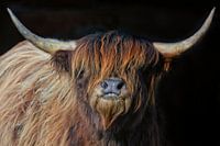 Jonge Hooglander