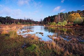 Automne au Roode Beek @ Brunssummerheide