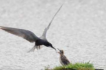 Zwarte stern van Rinnie Wijnstra (FotoAmeland )