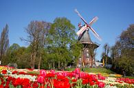 Muurmolen, windmolen, molen, bloemen, Bremen, Duitsland, Europa van Torsten Krüger thumbnail