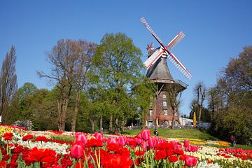 Moulin, moulin à vent, moulin, fleurs, Brême, Allemagne, Europe