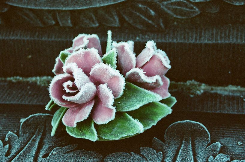 Rose d'hiver par Michel Kruiswijk