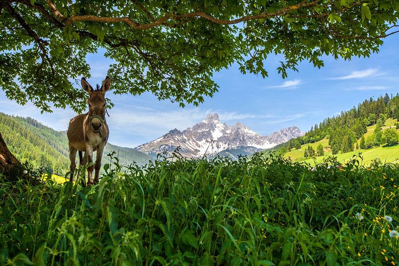 Greetings from the donkey in Filzmoos by Christa Kramer