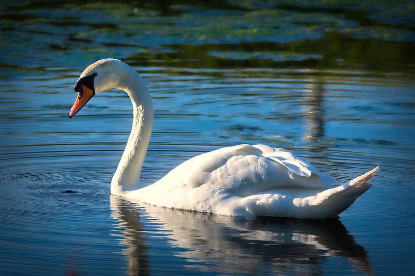 Swan how beautiful you are by Martin van Kammen