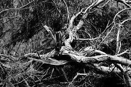 kreupelhout by Joyce Pals