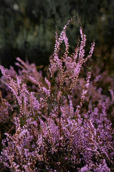 Dutch Heath. Macrophotography by Alie Ekkelenkamp