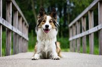 On the bridge