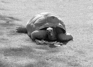 Aldabra-Schildkröte in schwarz-weiß. von Jose Lok
