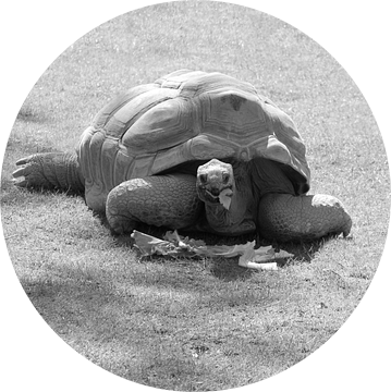 Aldabra Schildpad in zwart wit. van Jose Lok