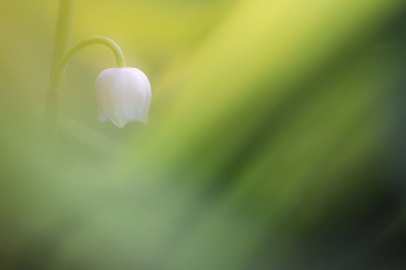 Lelietje-van-Dalen par Bert Kok